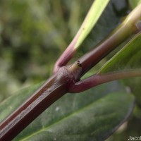 Hedyotis trimenii var. trimenii Deb & Ratna Dutta